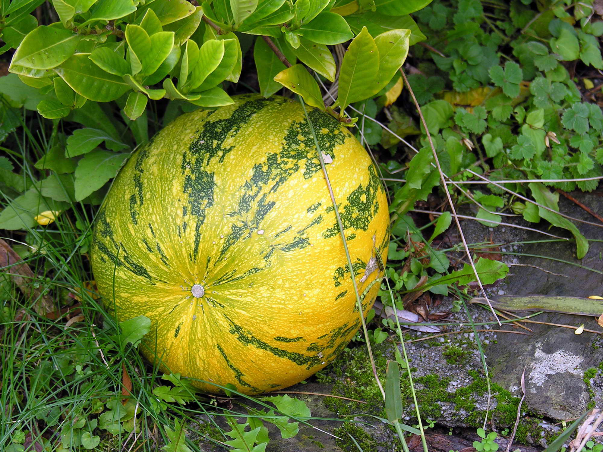 Cucurbita maxima